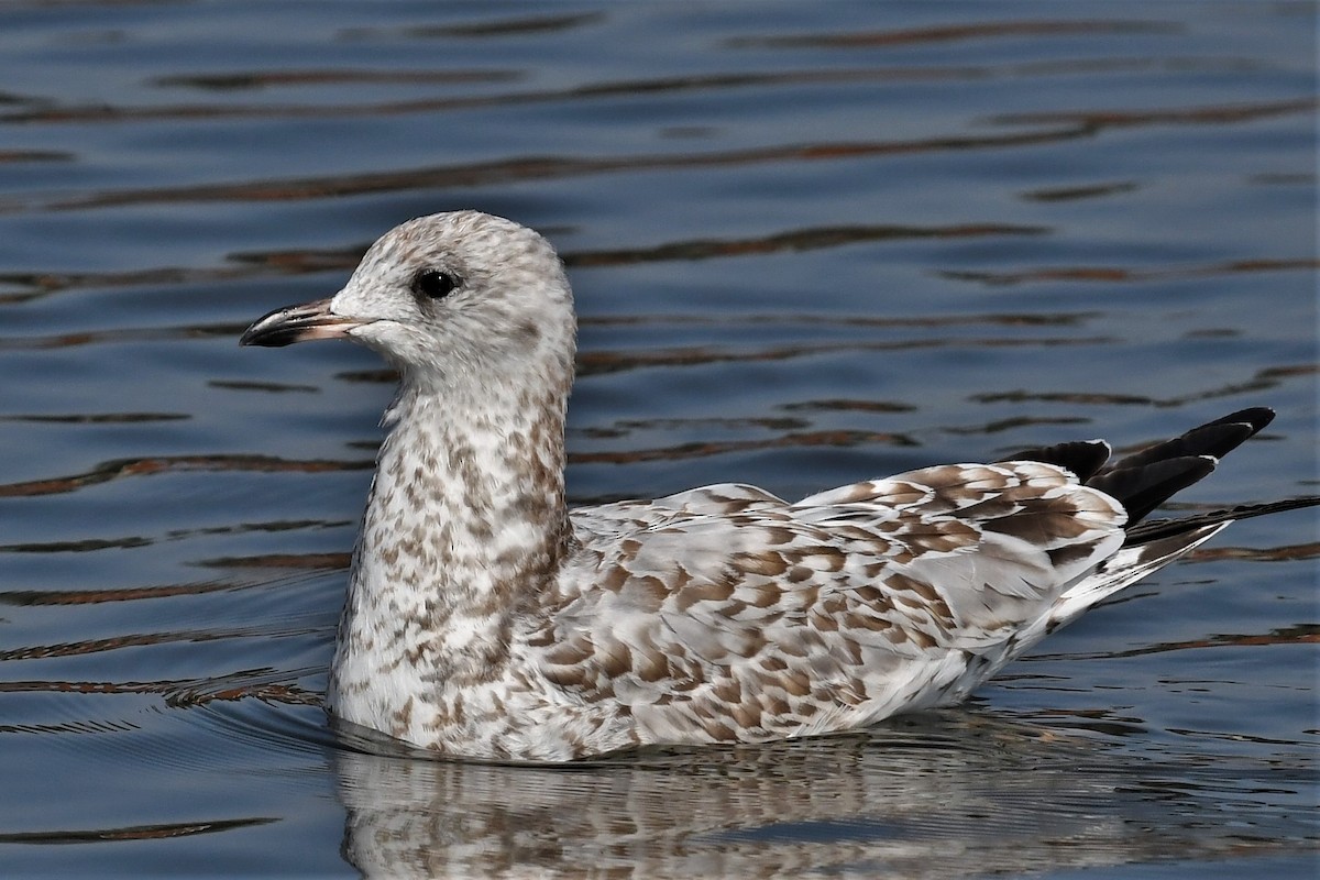 Gaviota de Delaware - ML605366421