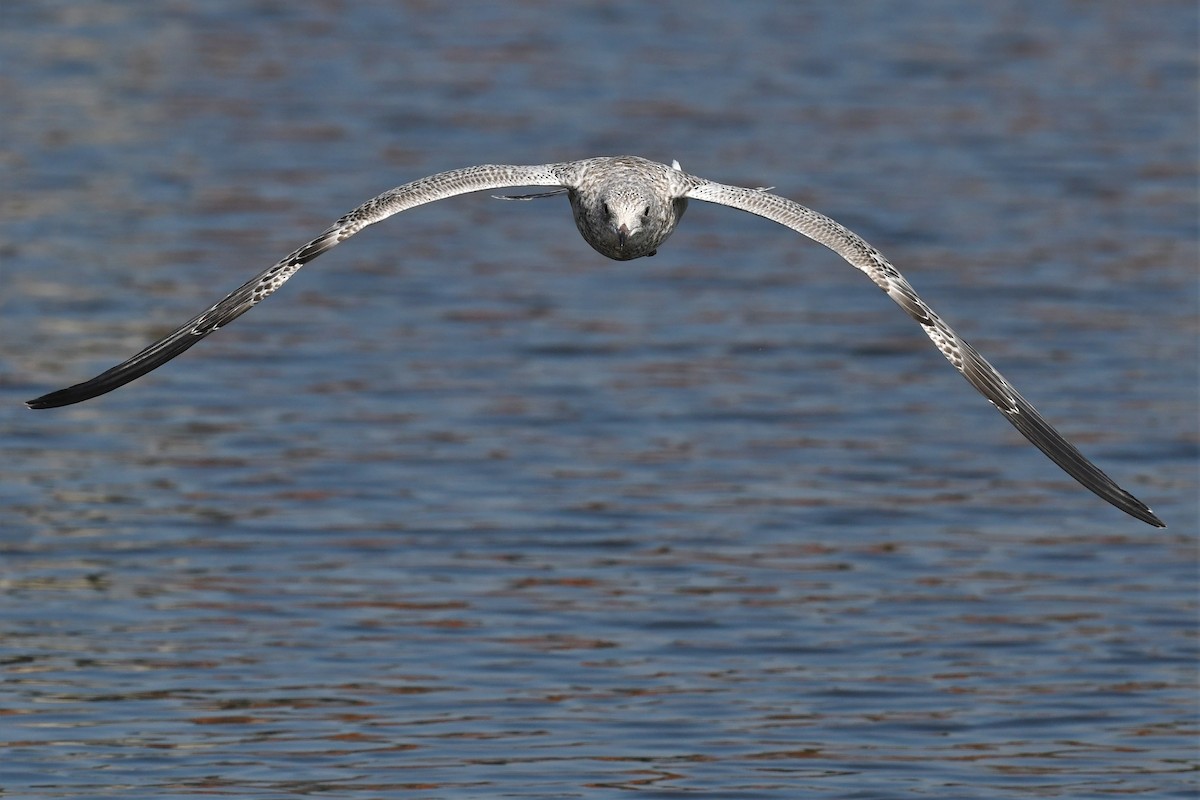 Gaviota de Delaware - ML605366431