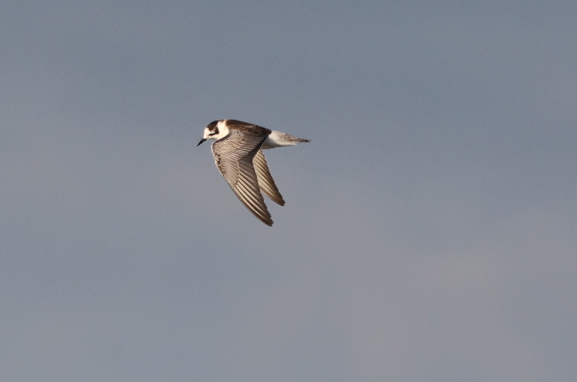 White-winged Tern - ML605366521