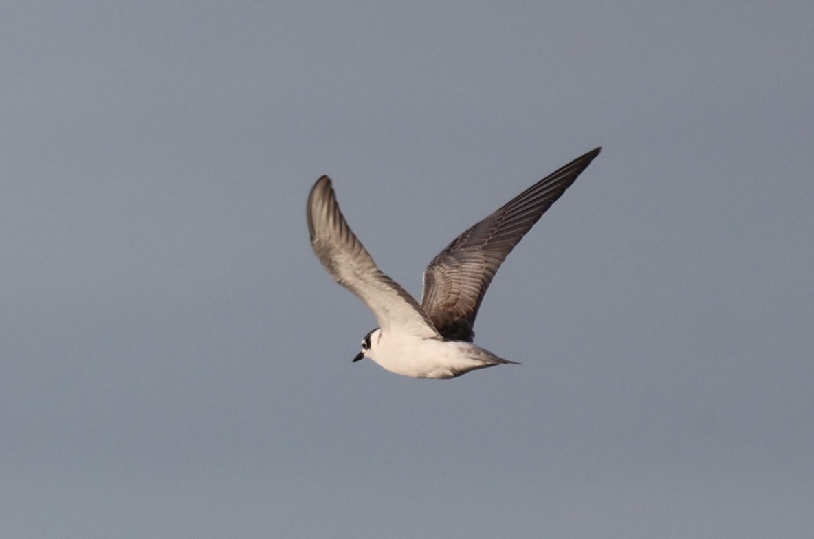 White-winged Tern - ML605366531