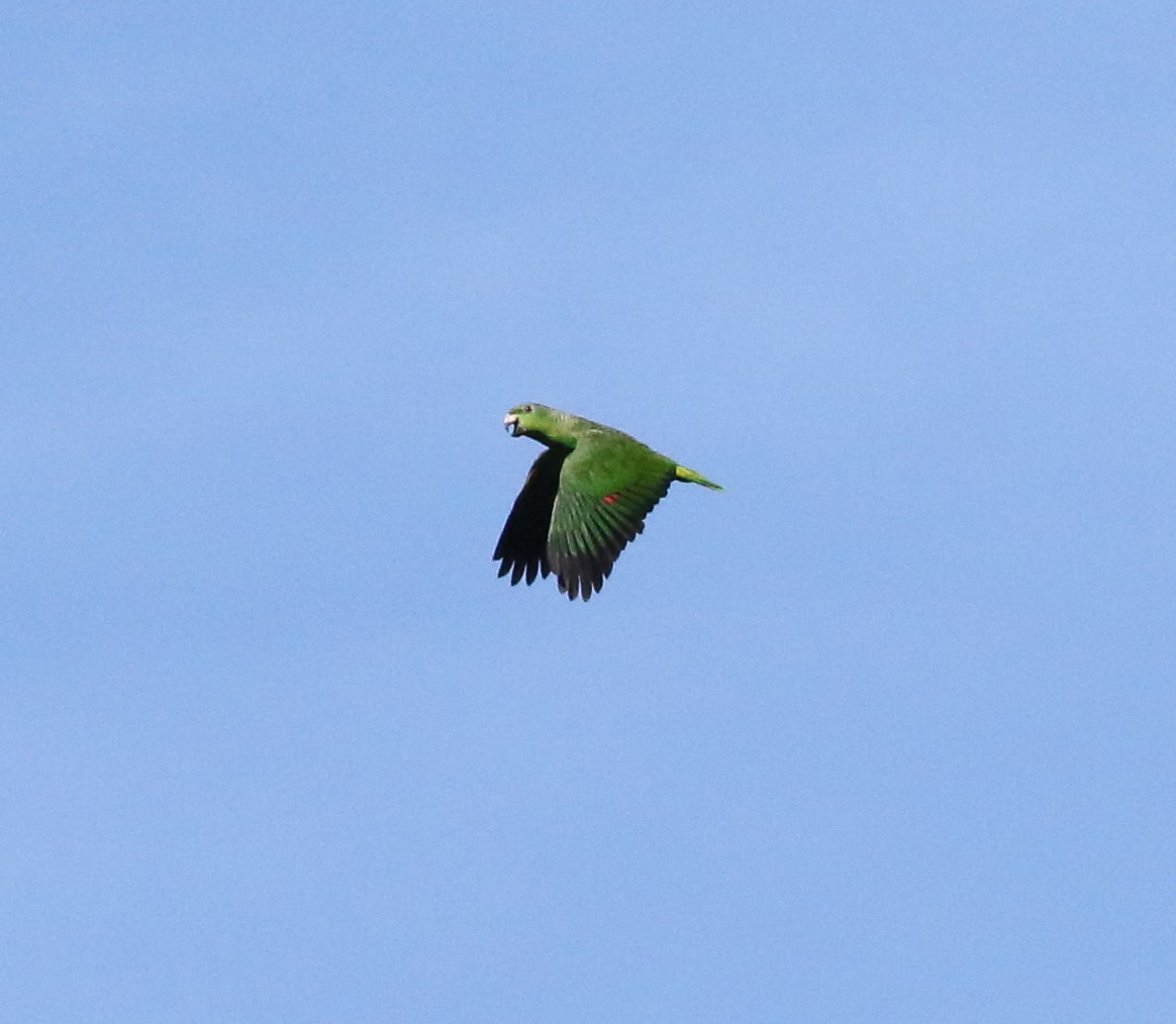 ネズミエリボウシインコ - ML605366861