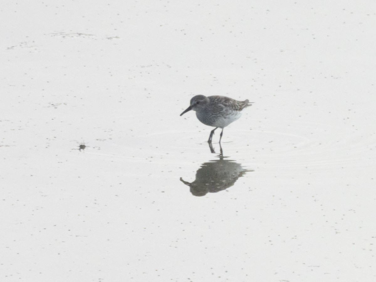 Weißbürzel-Strandläufer - ML605366881