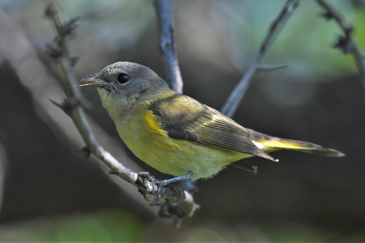 American Redstart - Gaylene Lazar