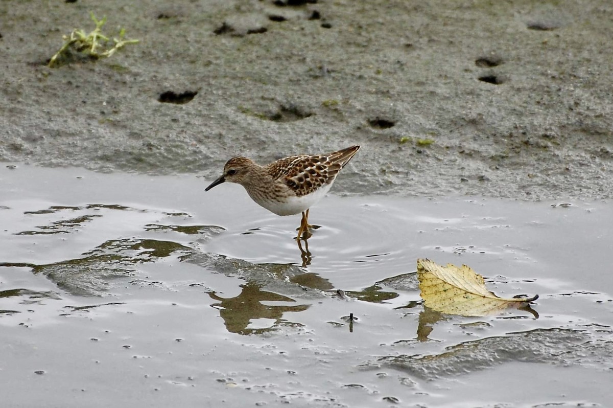 Least Sandpiper - ML605366981