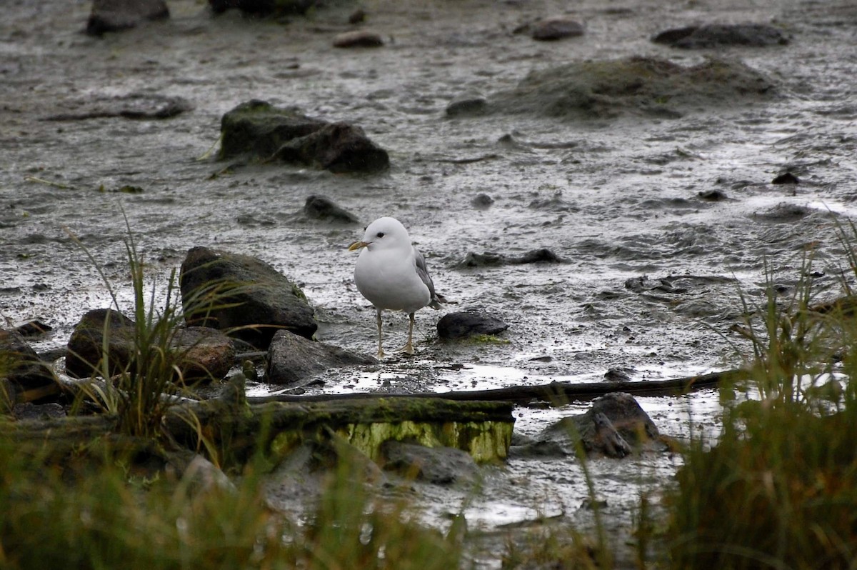 Goéland à bec court - ML605367111