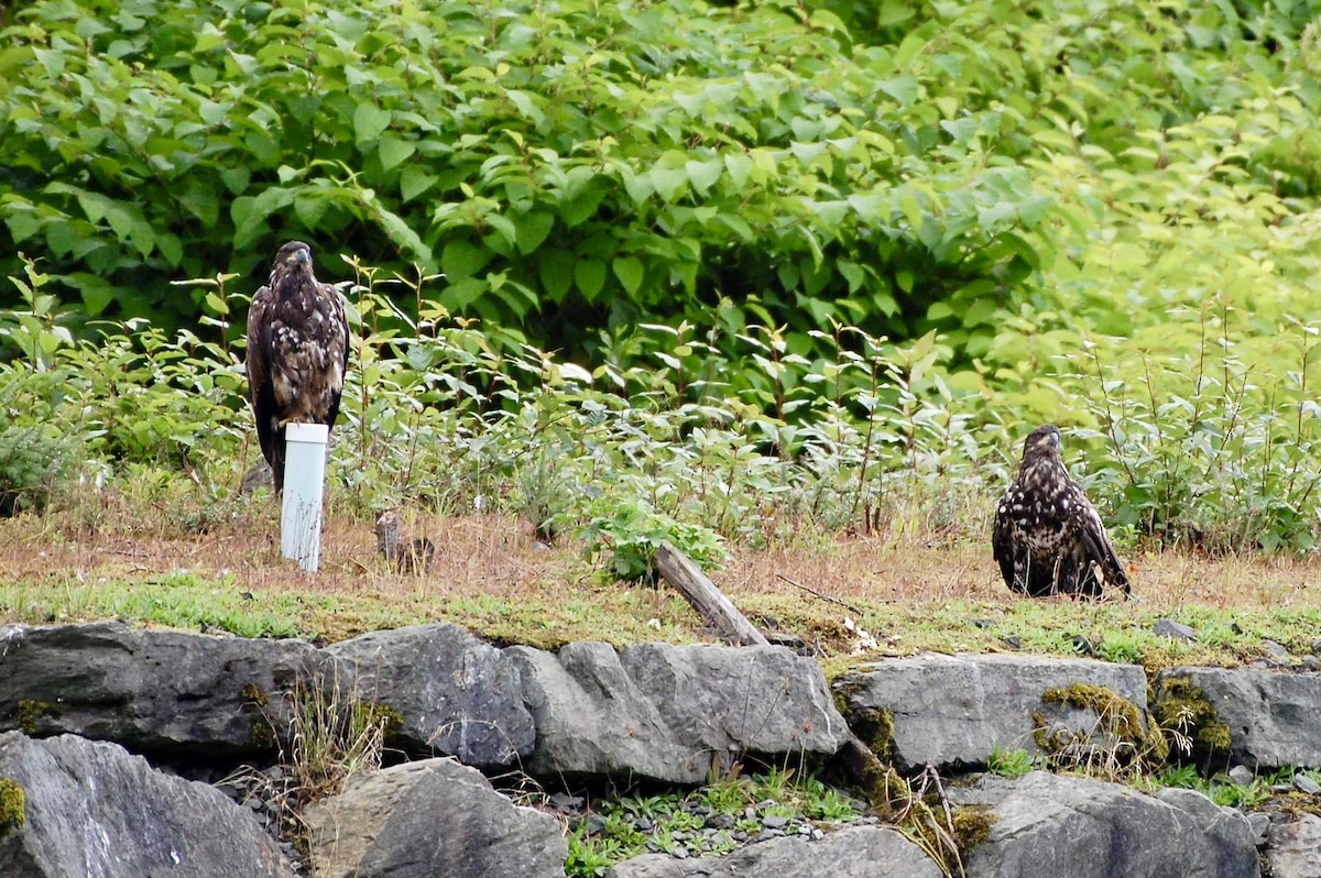 Bald Eagle - ML605367321