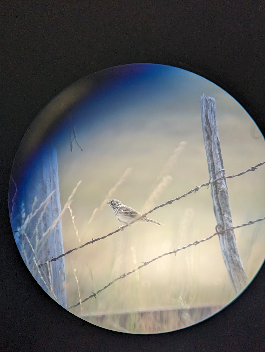 Vesper Sparrow - ML605367351