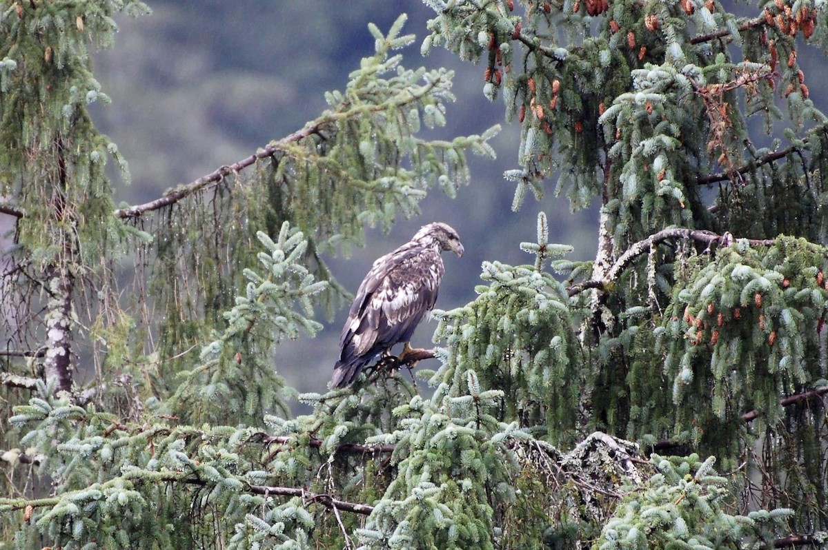 Bald Eagle - ML605367471