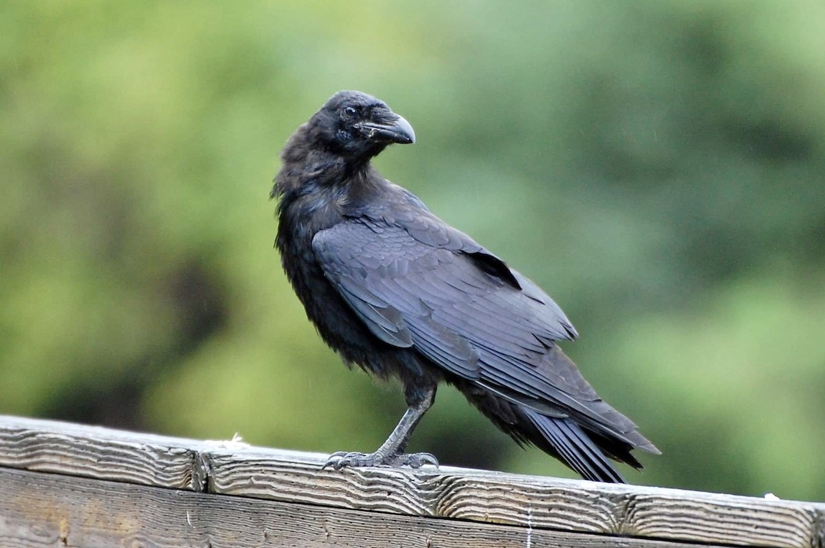 Common Raven - ML605367571