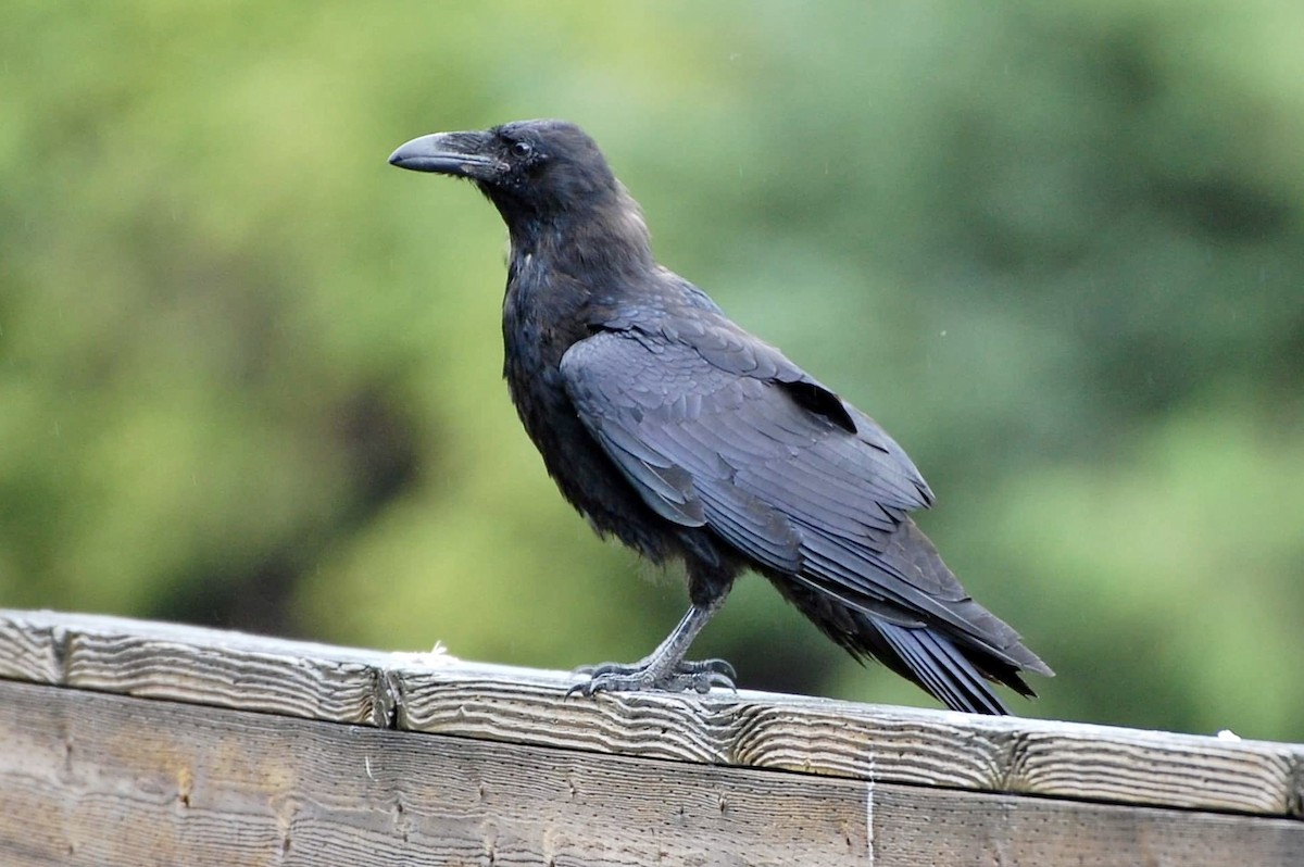 Common Raven - ML605367581