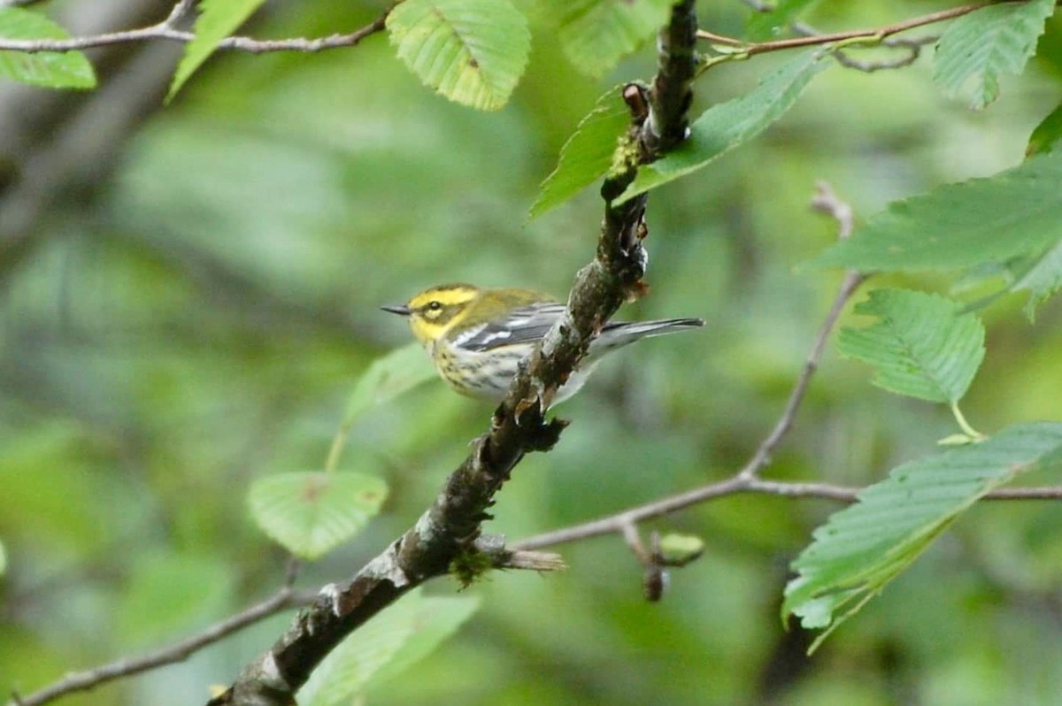 Townsend's Warbler - ML605367601