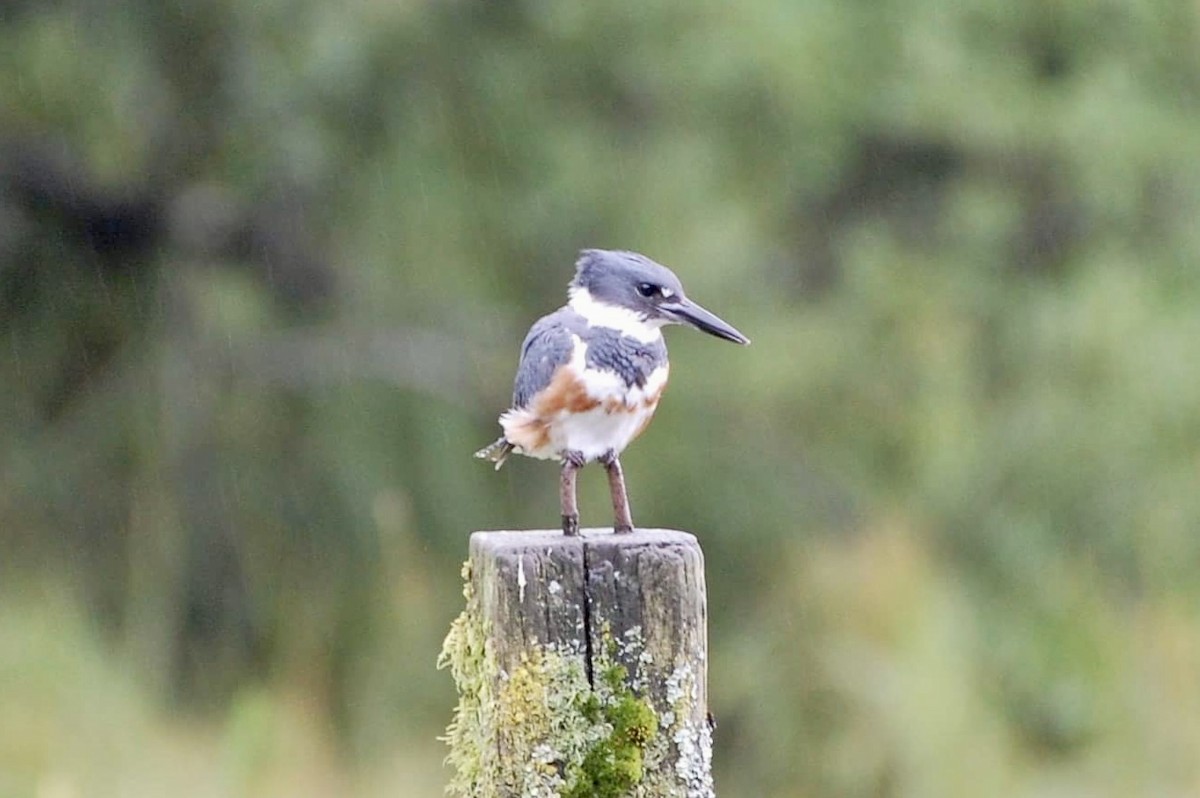 Belted Kingfisher - ML605367861