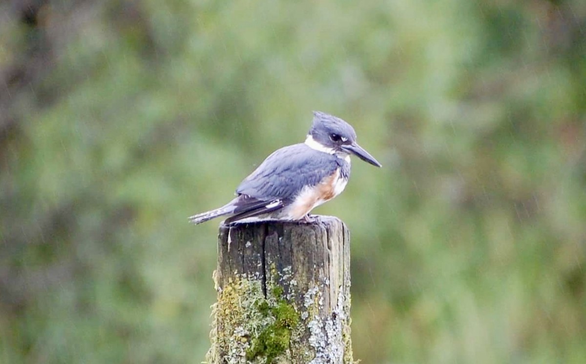 Belted Kingfisher - ML605367881