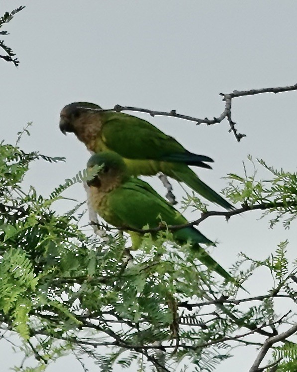 Brown-throated Parakeet (Brown-throated) - ML605368001
