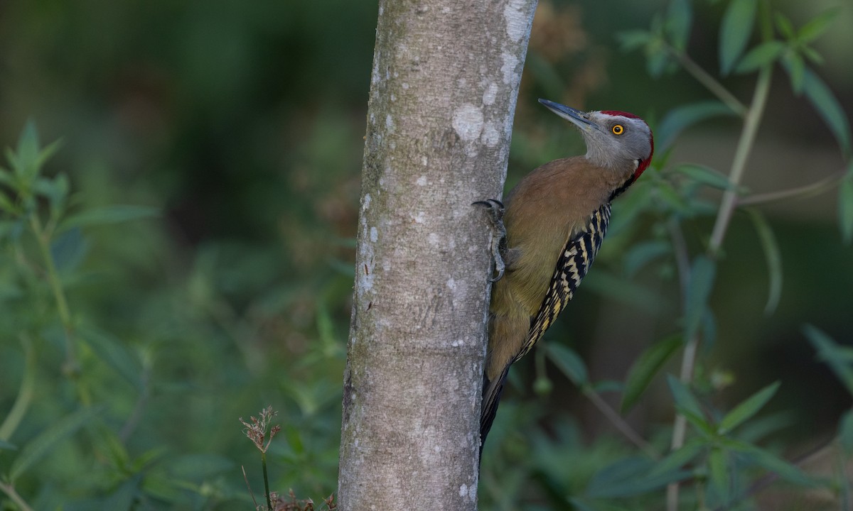 Hispaniolan Woodpecker - Zak Pohlen