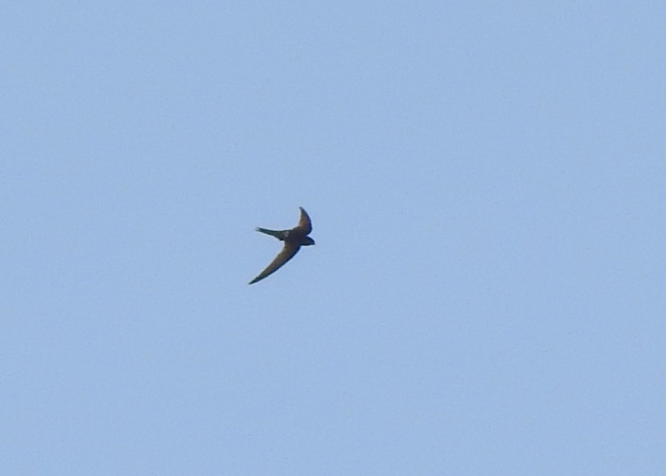 White-rumped Swift - ML605368421