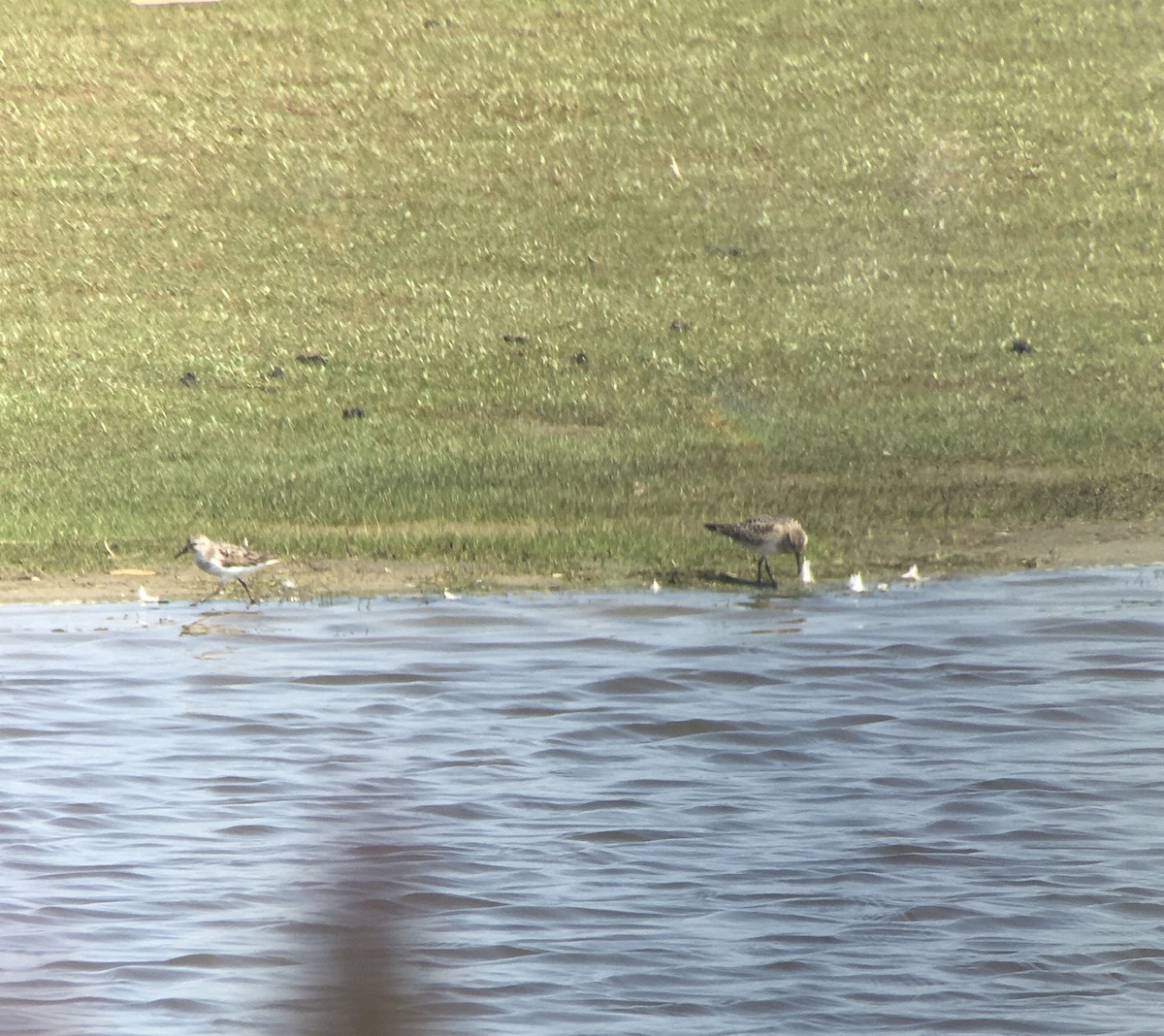 Baird's Sandpiper - ML605368511