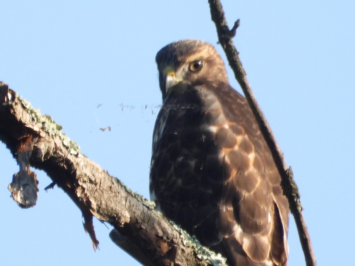 Broad-winged Hawk - ML605372061