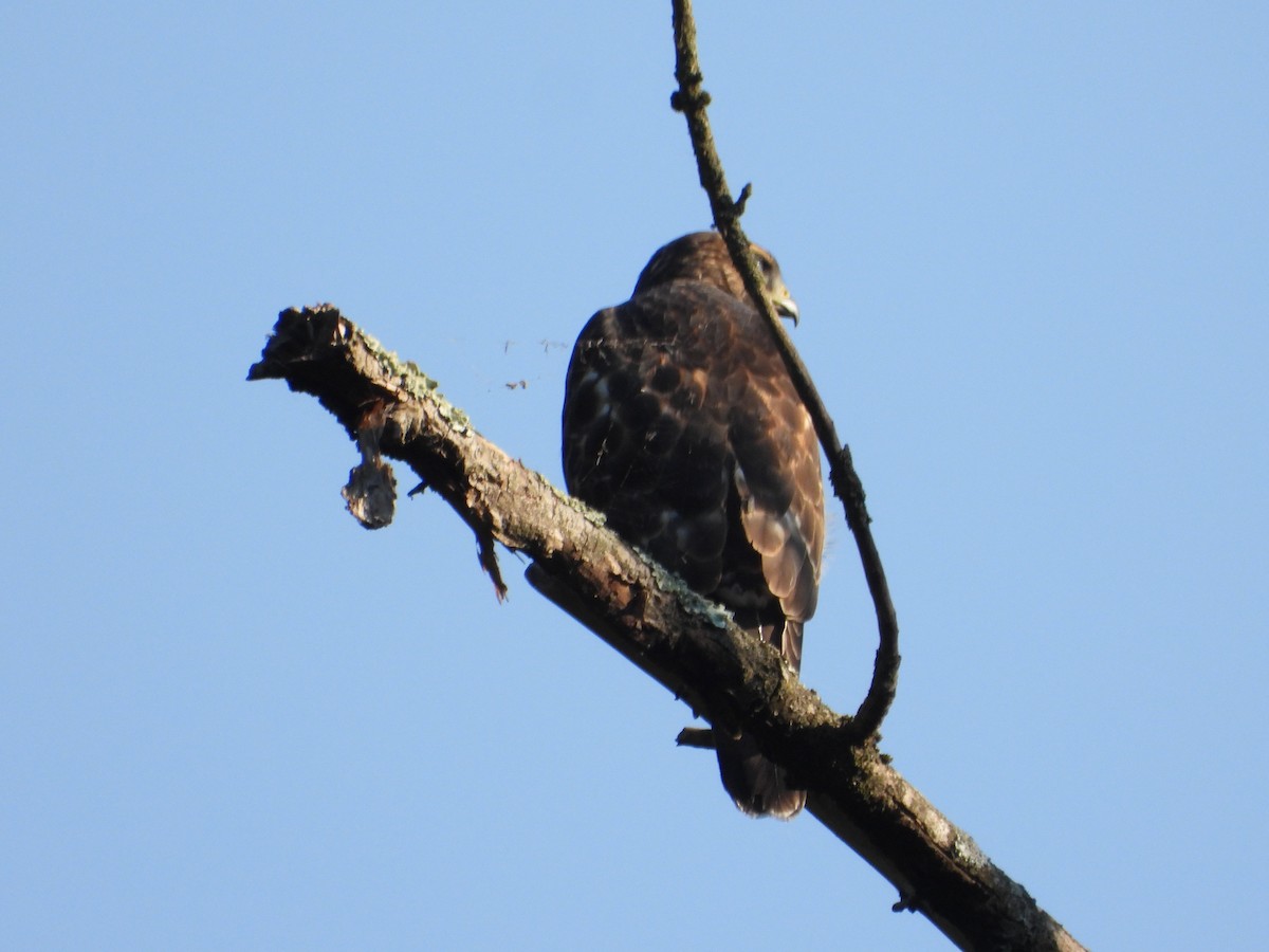 Broad-winged Hawk - ML605372071