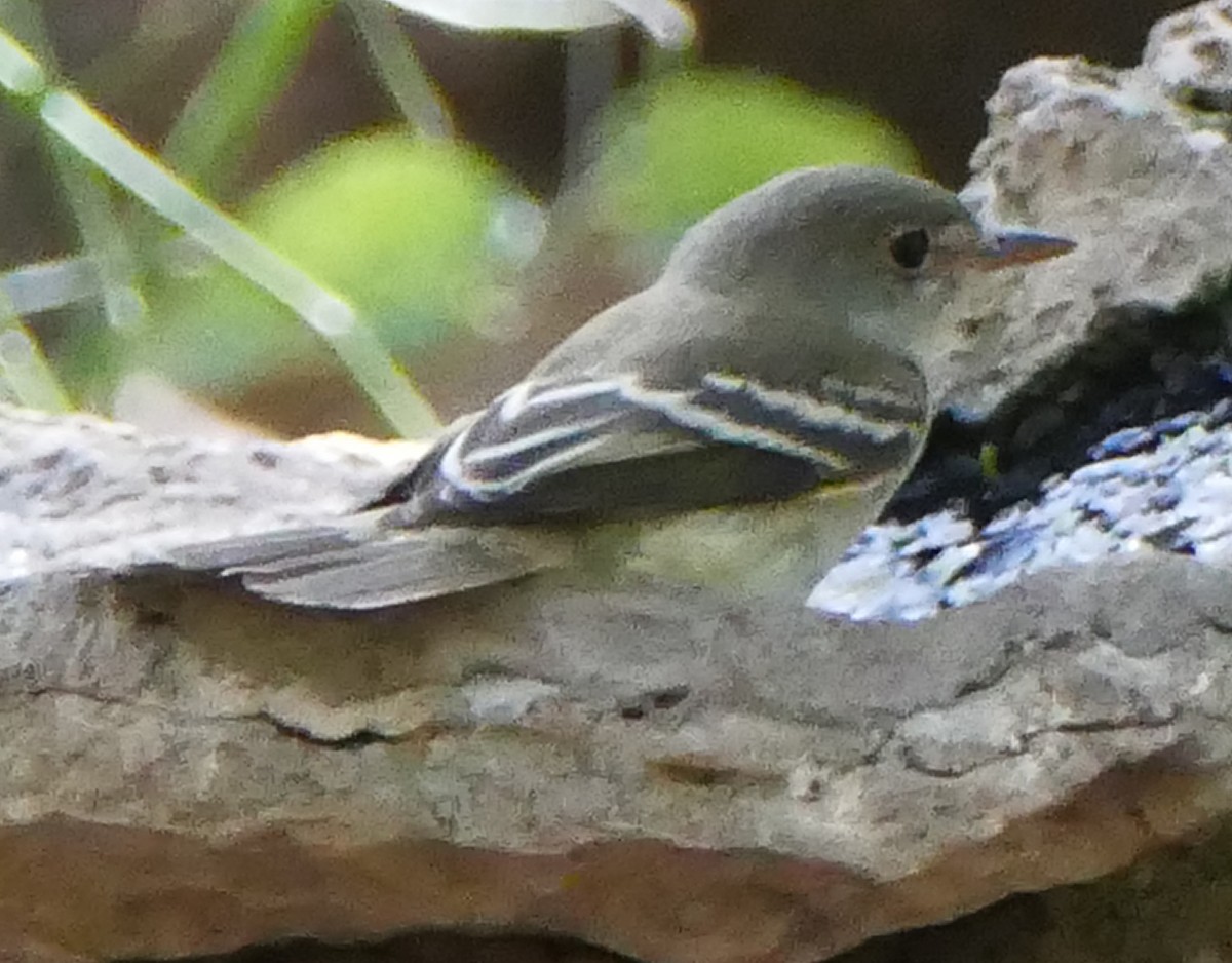 Willow Flycatcher - ML605372301