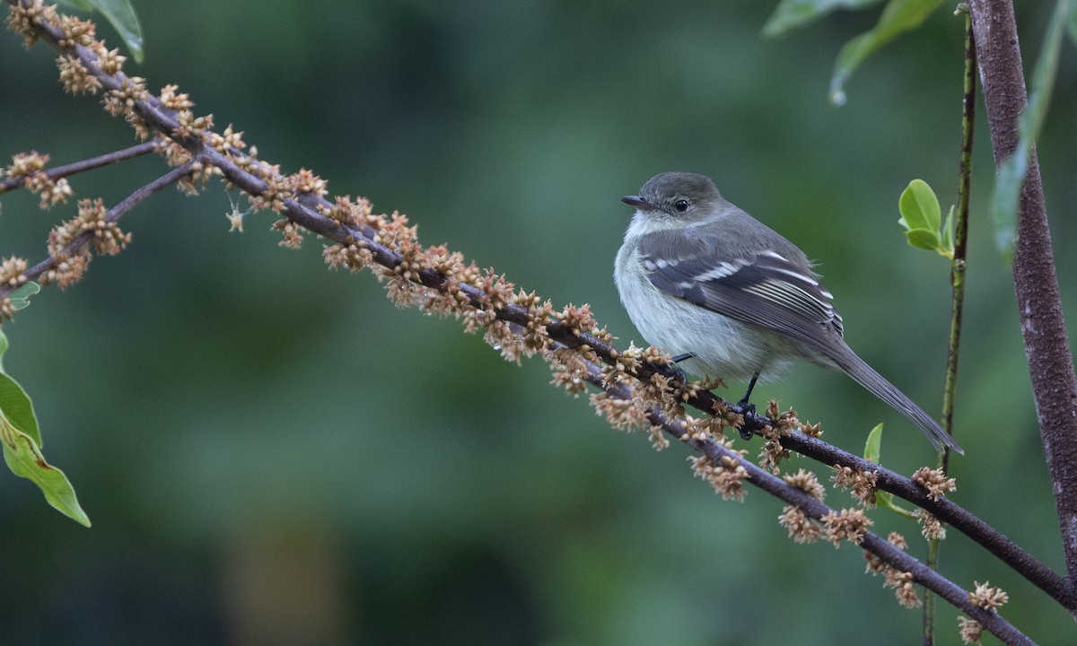 Greater Antillean Elaenia - ML605372401