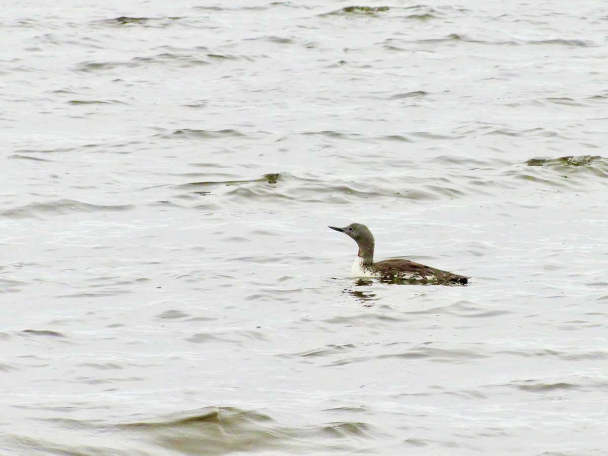 Red-throated Loon - ML605372451