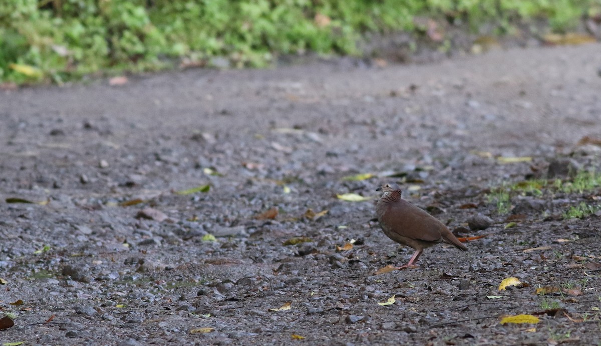 White-throated Quail-Dove - ML605372941