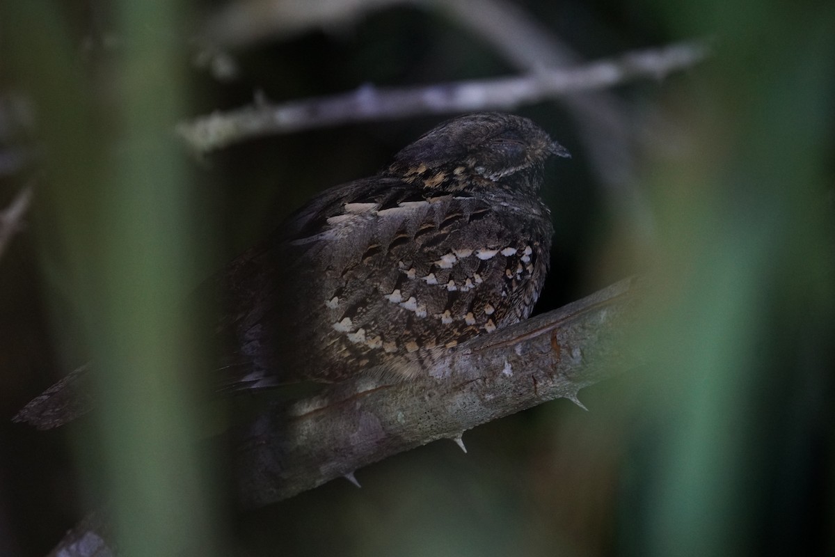 Little Nightjar - ML605373341