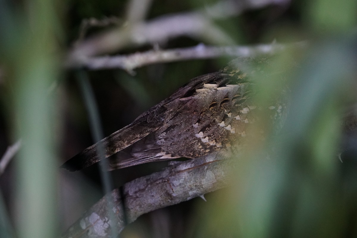 Little Nightjar - ML605373351