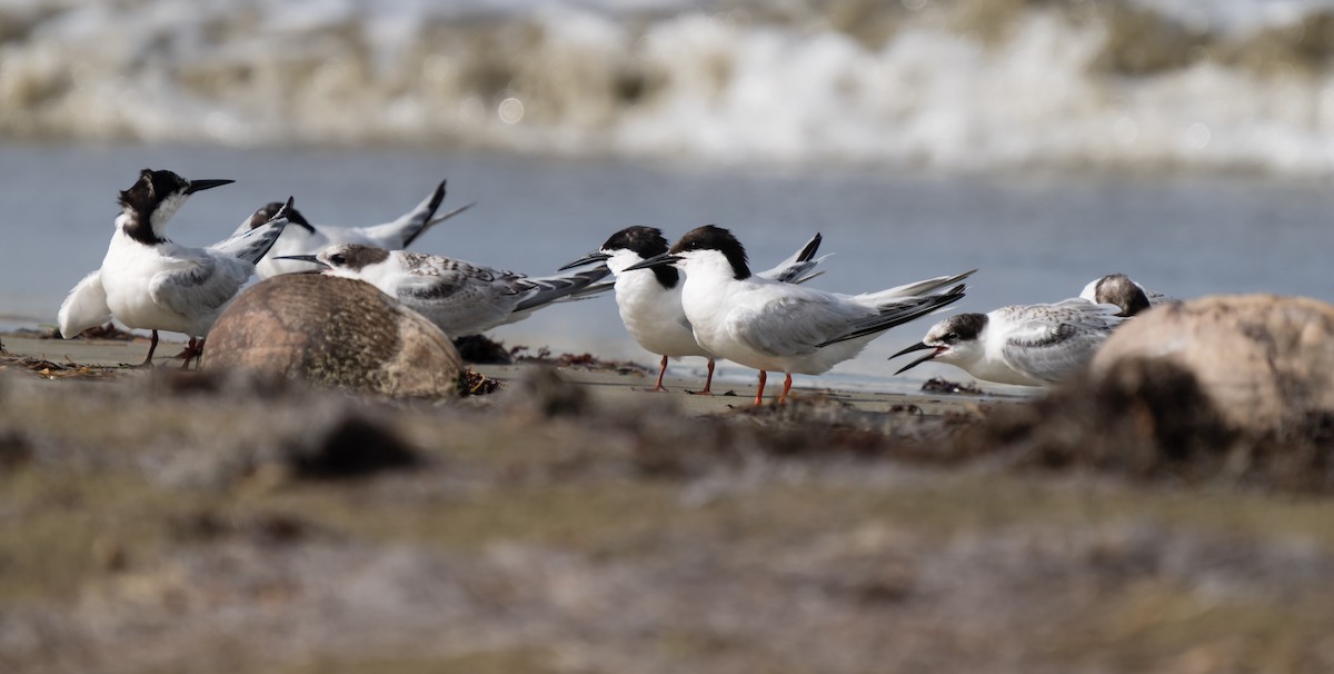 Roseate Tern - ML605373611