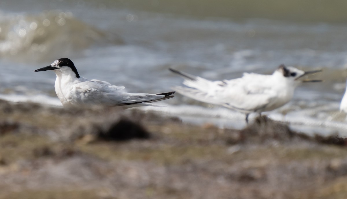Roseate Tern - ML605373661