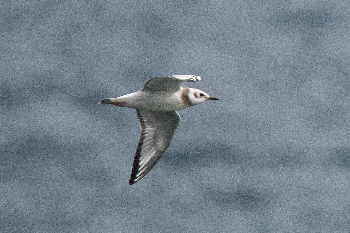 Bonaparte's Gull - Gavin Edmondstone