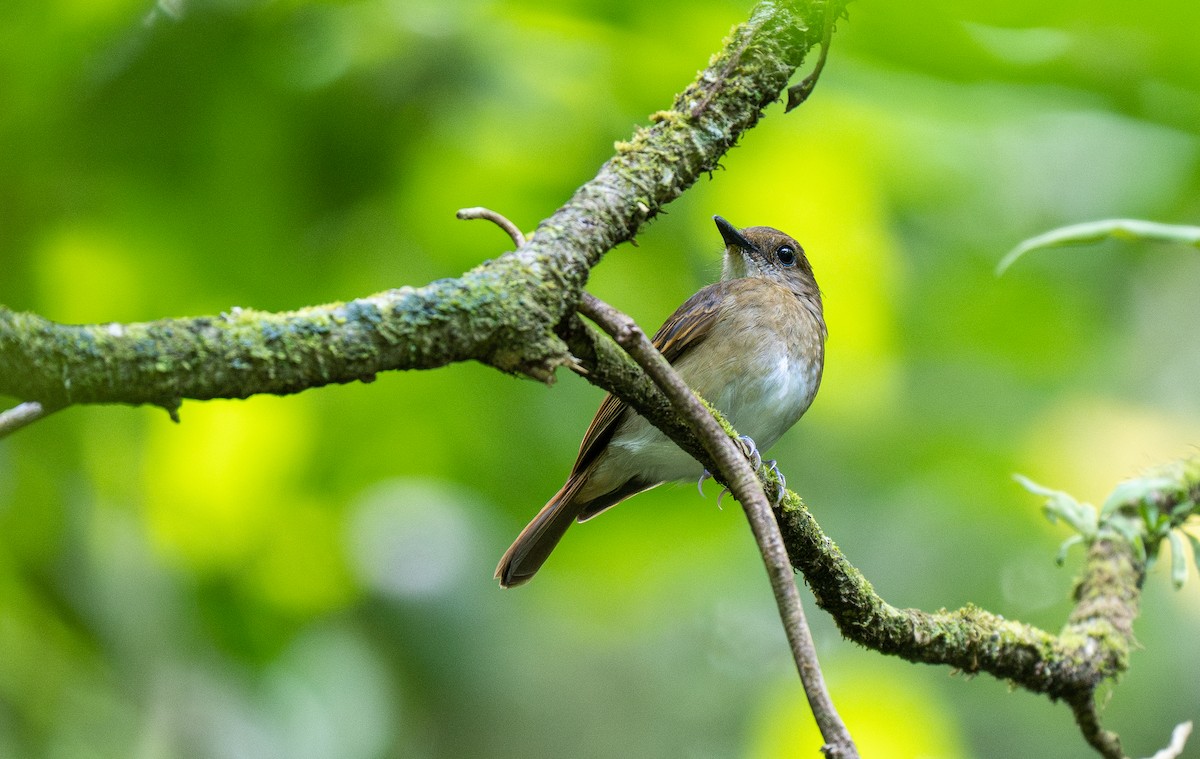Negros Jungle Flycatcher - Forest Botial-Jarvis