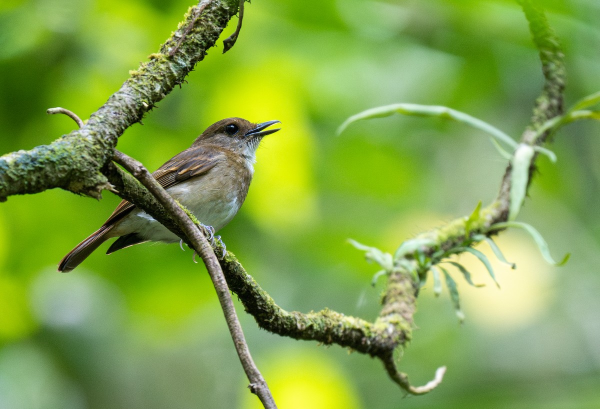 Negros Jungle Flycatcher - Forest Botial-Jarvis