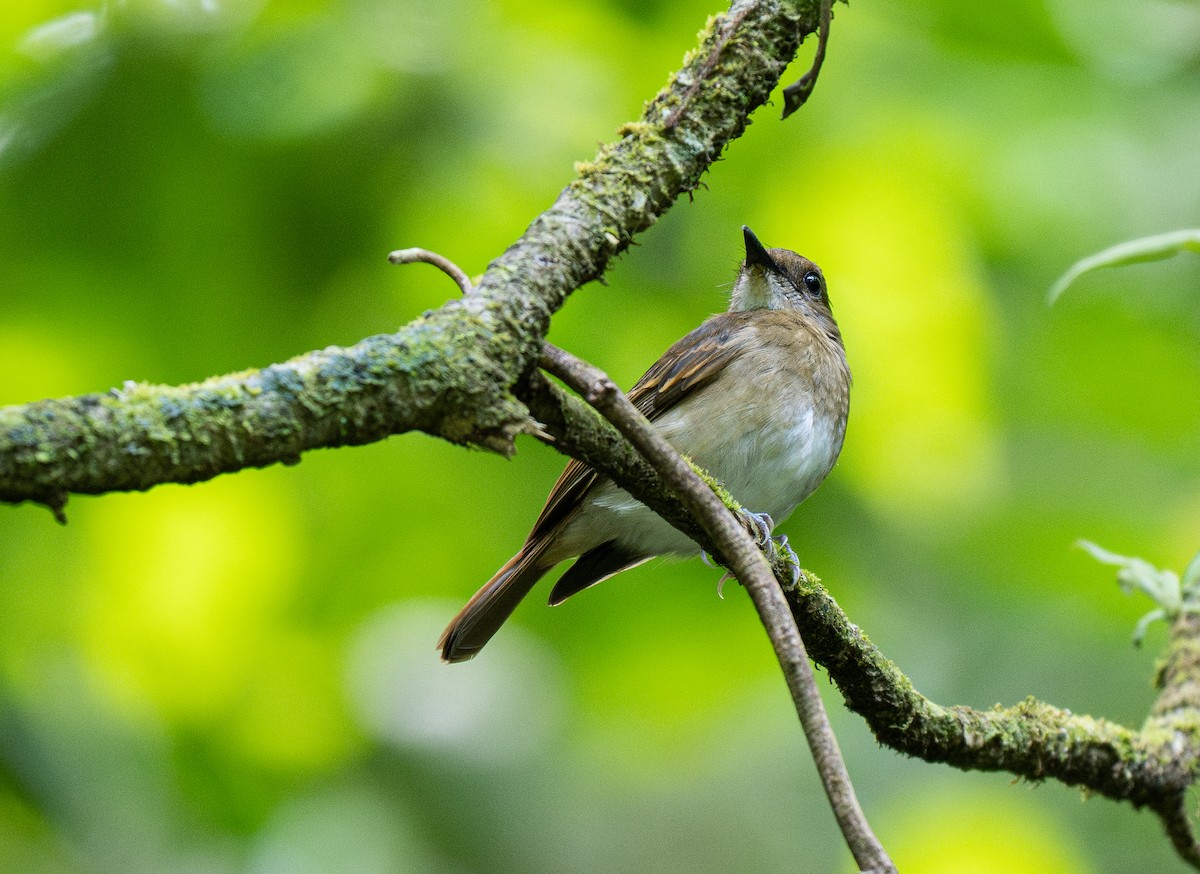 Negros Jungle Flycatcher - Forest Botial-Jarvis