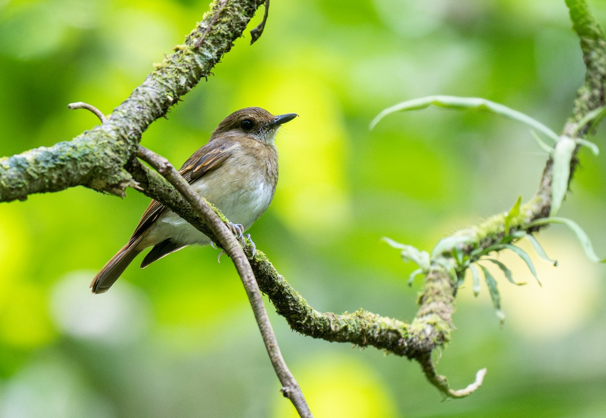 Negros Jungle Flycatcher - Forest Botial-Jarvis