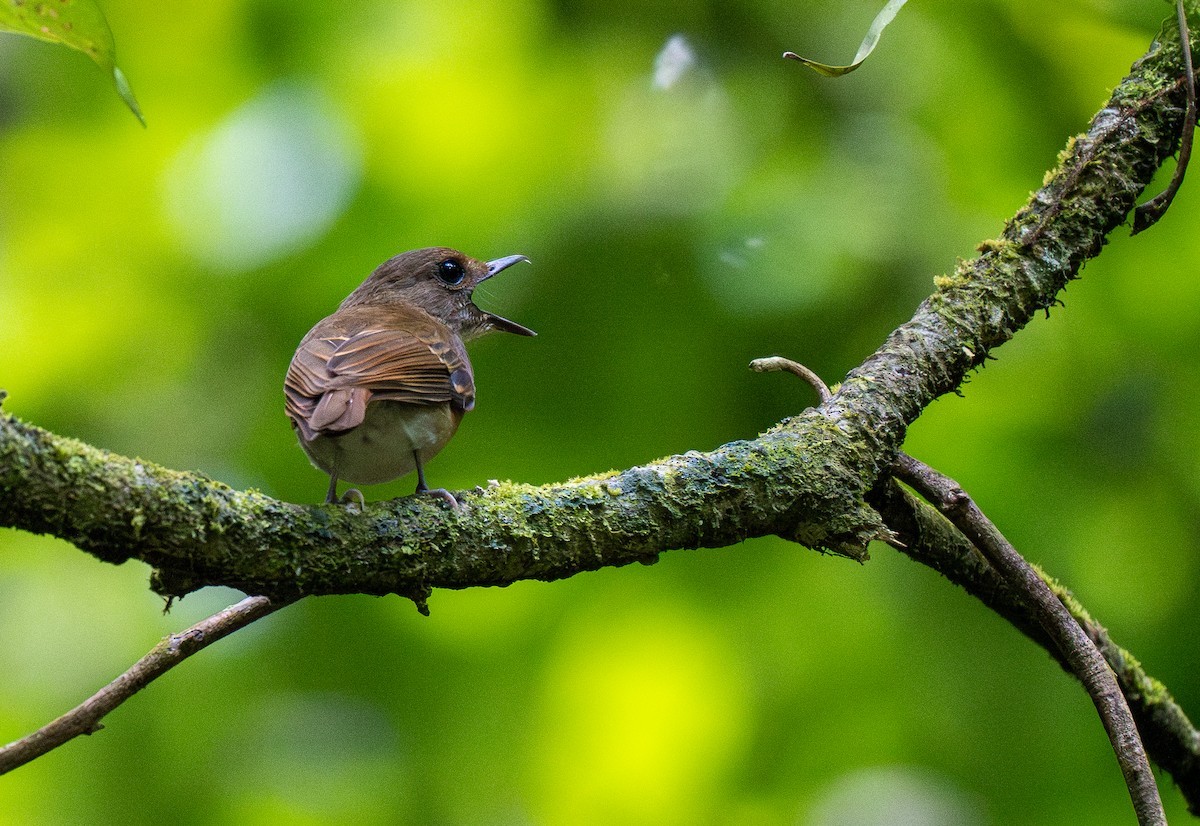 Negros Jungle Flycatcher - Forest Botial-Jarvis