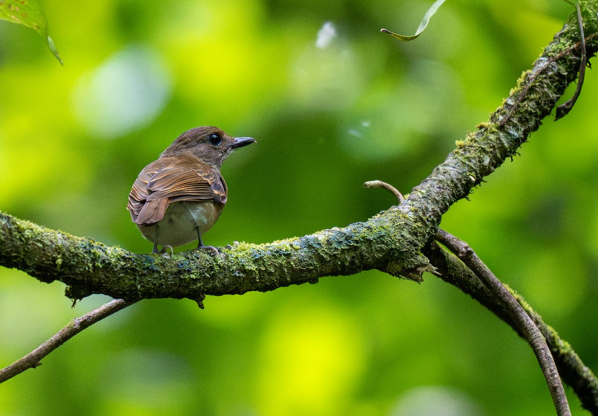 Negros Jungle Flycatcher - Forest Botial-Jarvis