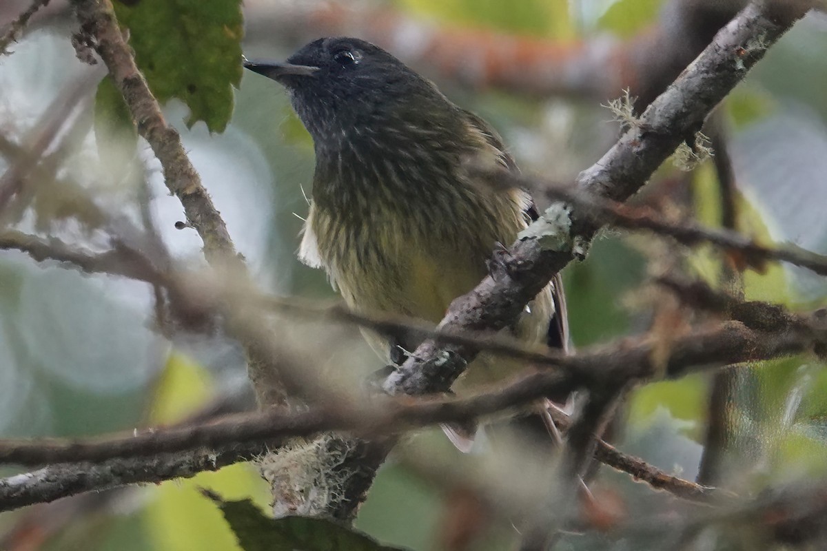 Streak-necked Flycatcher - ML605374711