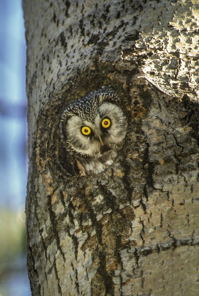 Boreal Owl (Tengmalm's) - ML605375211