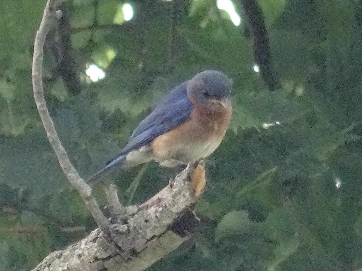 Eastern Bluebird - ML605375841