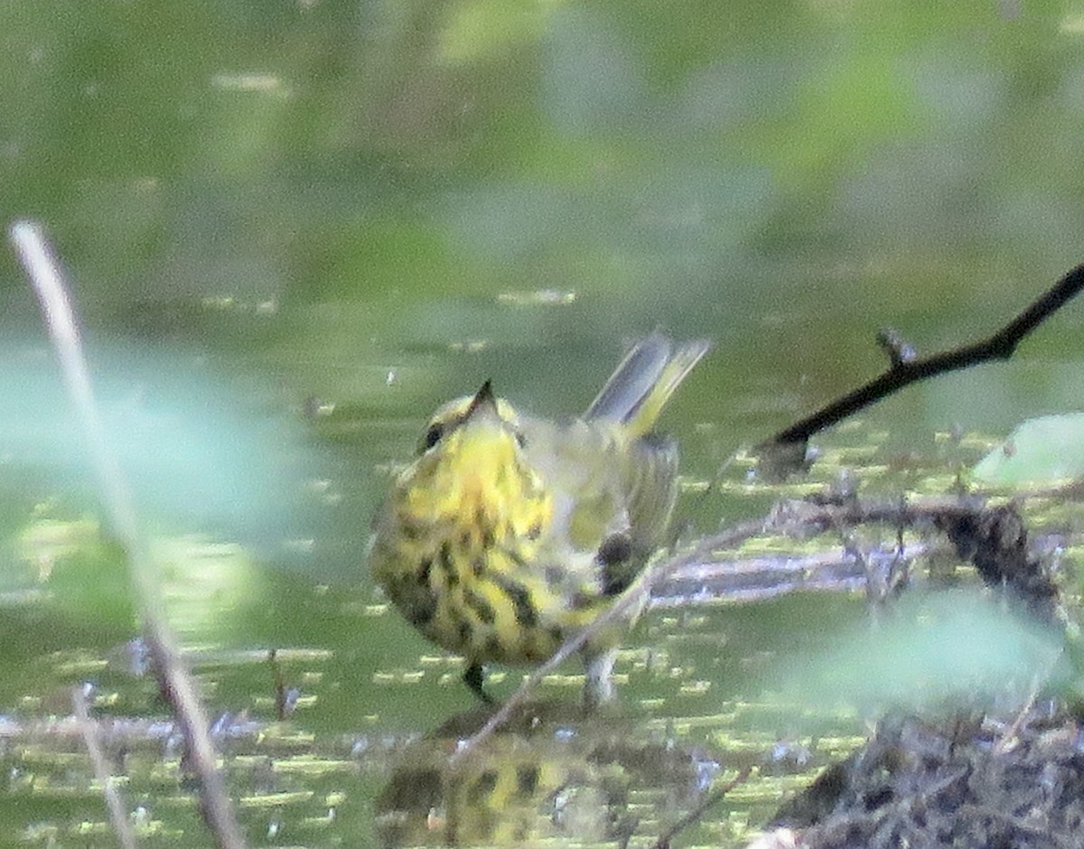 Cape May Warbler - ML605376631