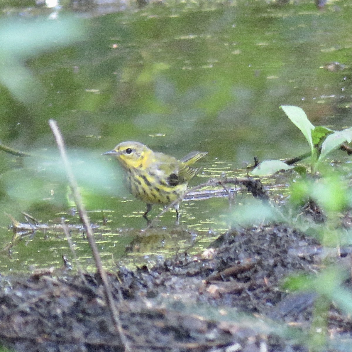 Cape May Warbler - ML605376641
