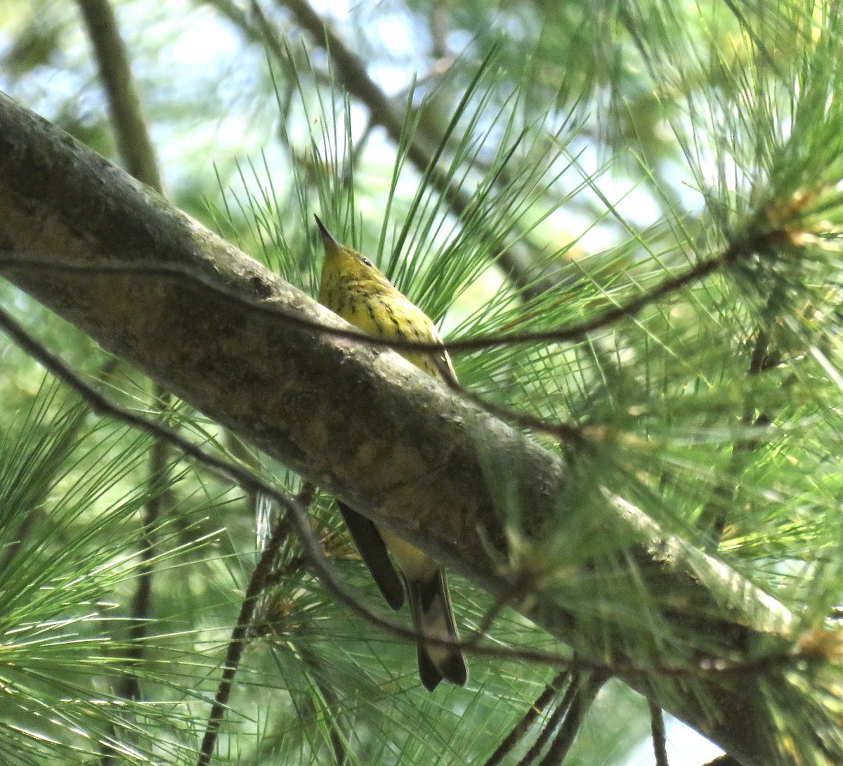 Cape May Warbler - ML605376651