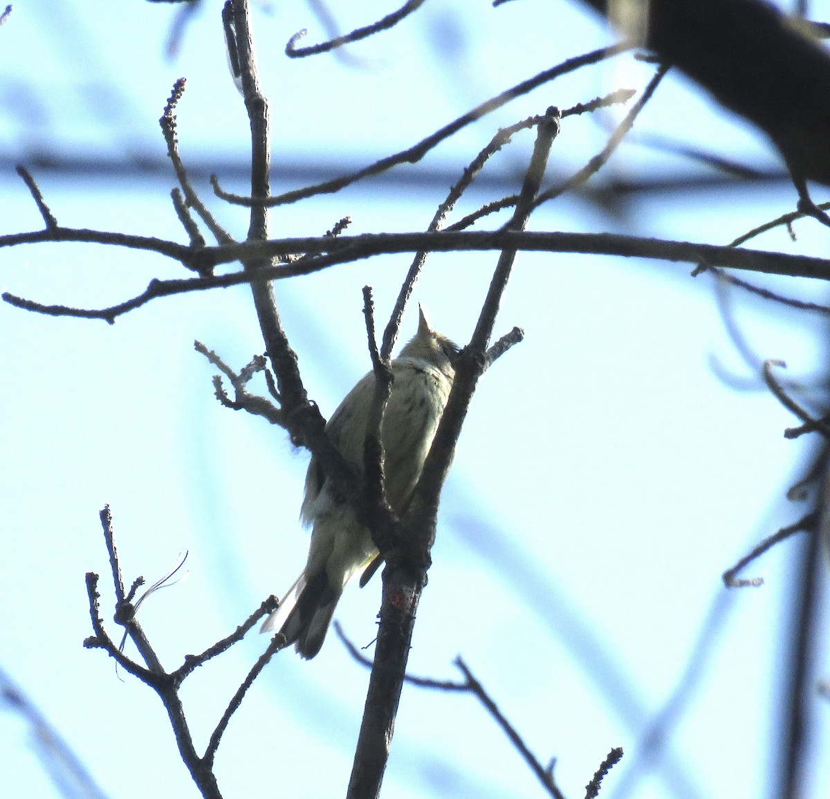 Cape May Warbler - ML605376661