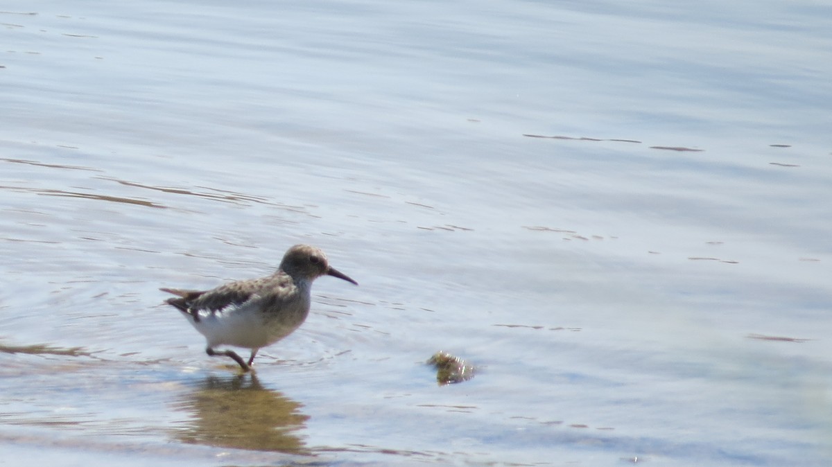 Least Sandpiper - ML605376821