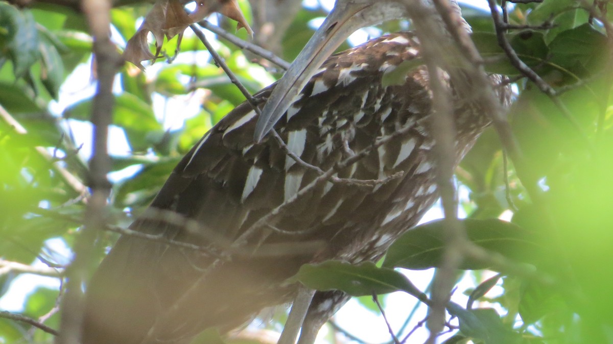 Limpkin (Speckled) - ML605377001