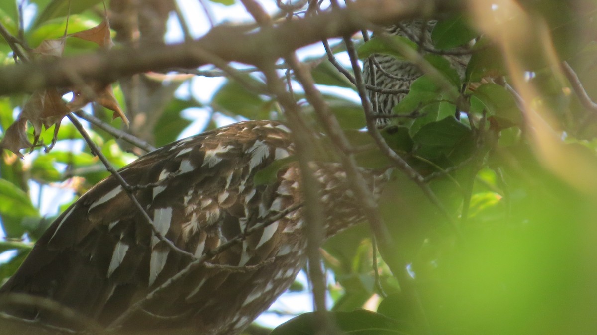 Limpkin (Speckled) - Jacob Decker