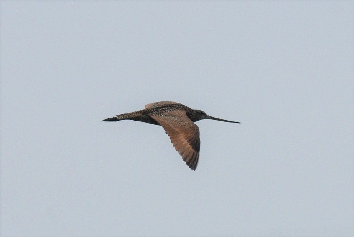 Marbled Godwit - Liz Harper