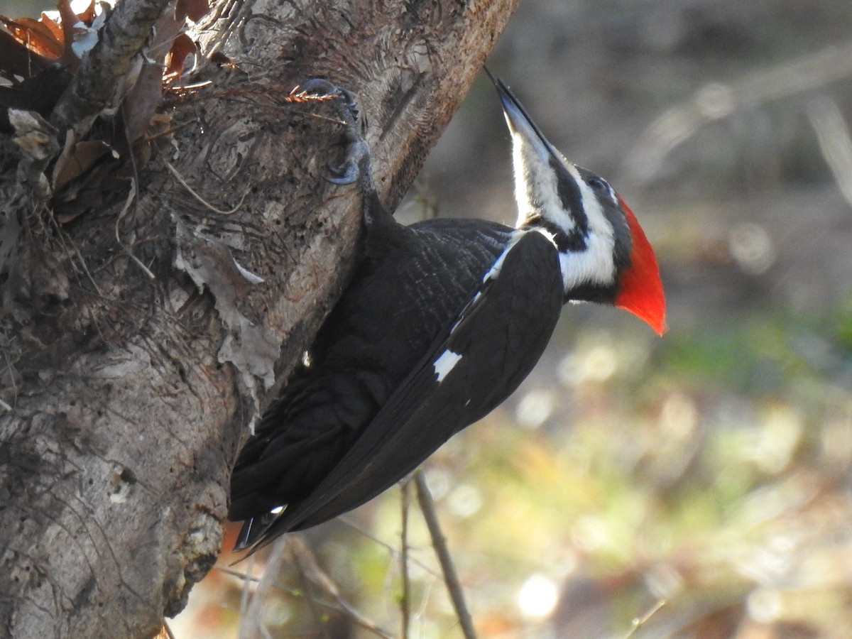 Pileated Woodpecker - ML605377571
